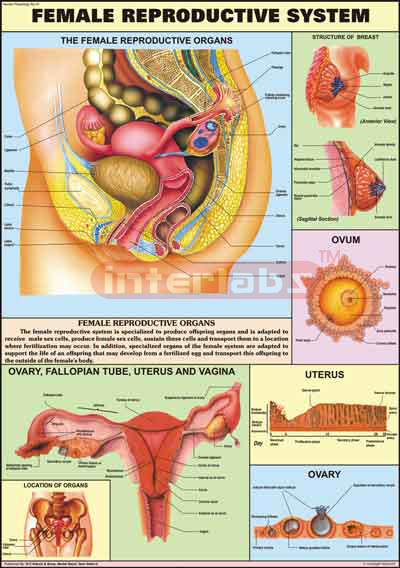 Reproductive (Female)